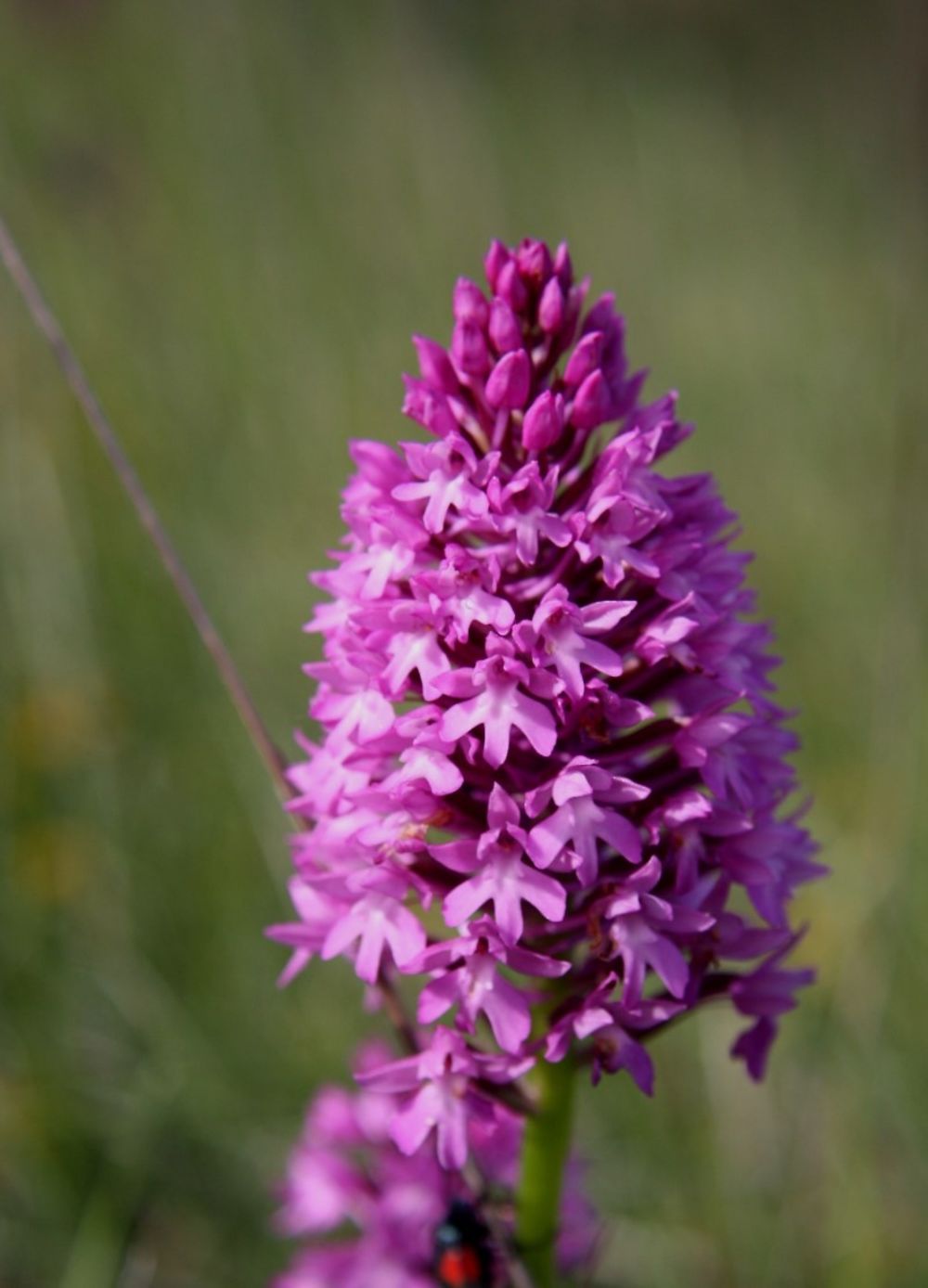 Orchis pourpre