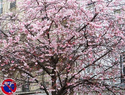 Sakura (cerisiers en fleurs) 