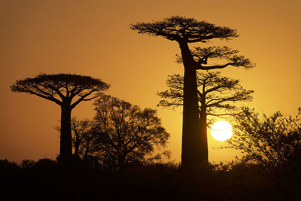 Allée des baobabs