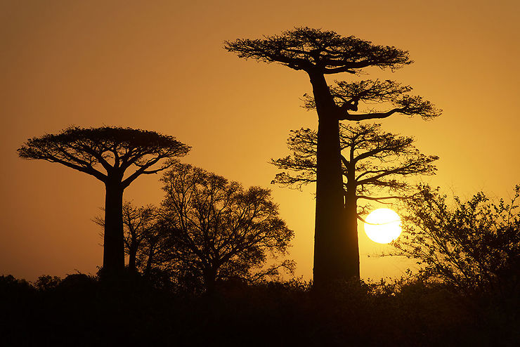 Allée des baobabs, Madagascar