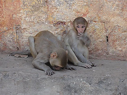 Singes au Monkey Palace de Jaipur