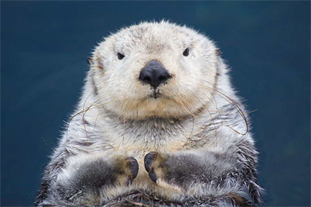 Lisbonne - Face à face avec une loutre de mer