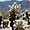 cactus de Joshua tree park