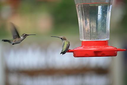 Rencontre entre deux colibris