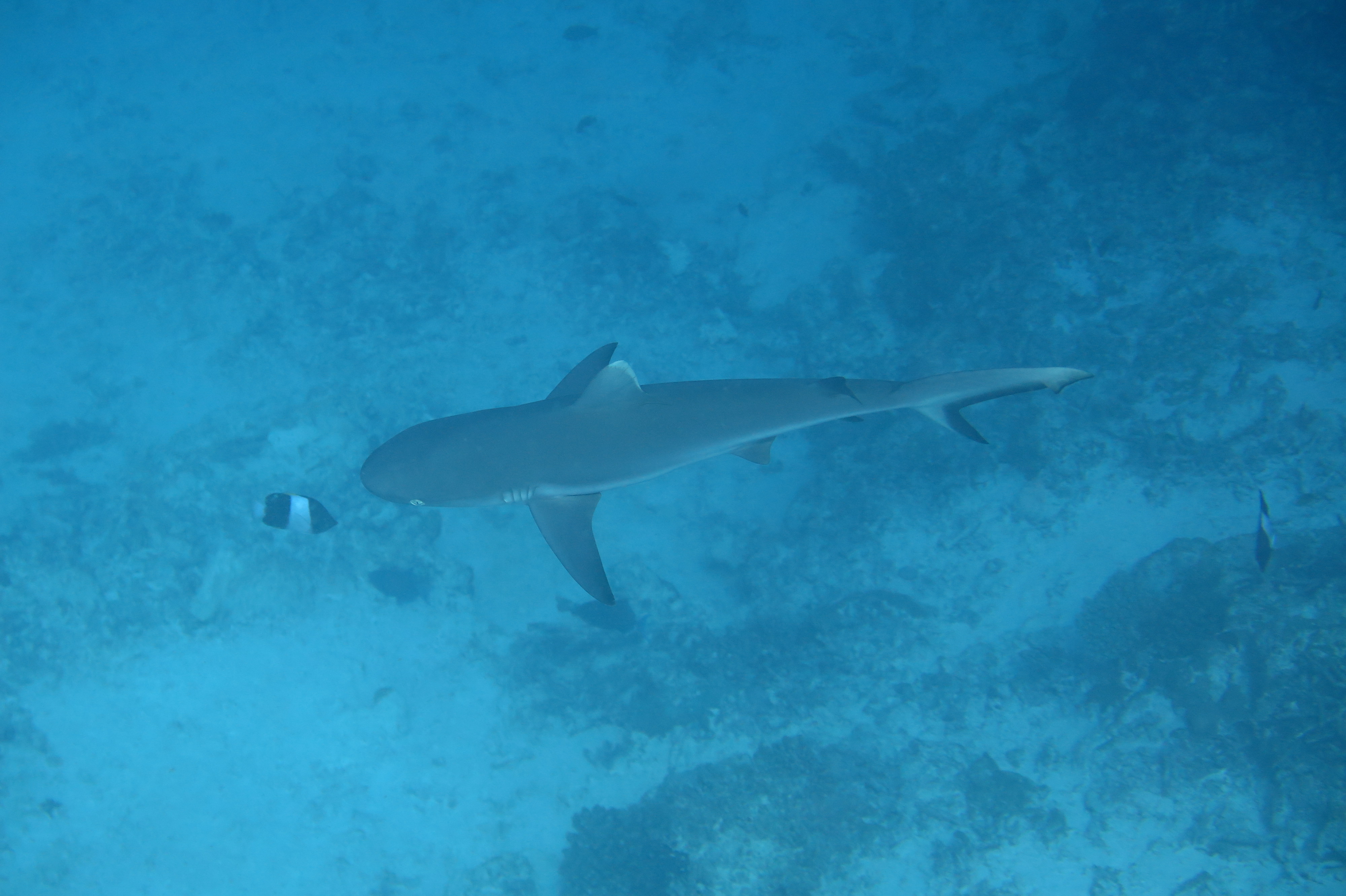 Requin de récif, pointe Blanche Requin de récif, pointe Blanche