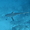 Requin de récif, pointe Blanche