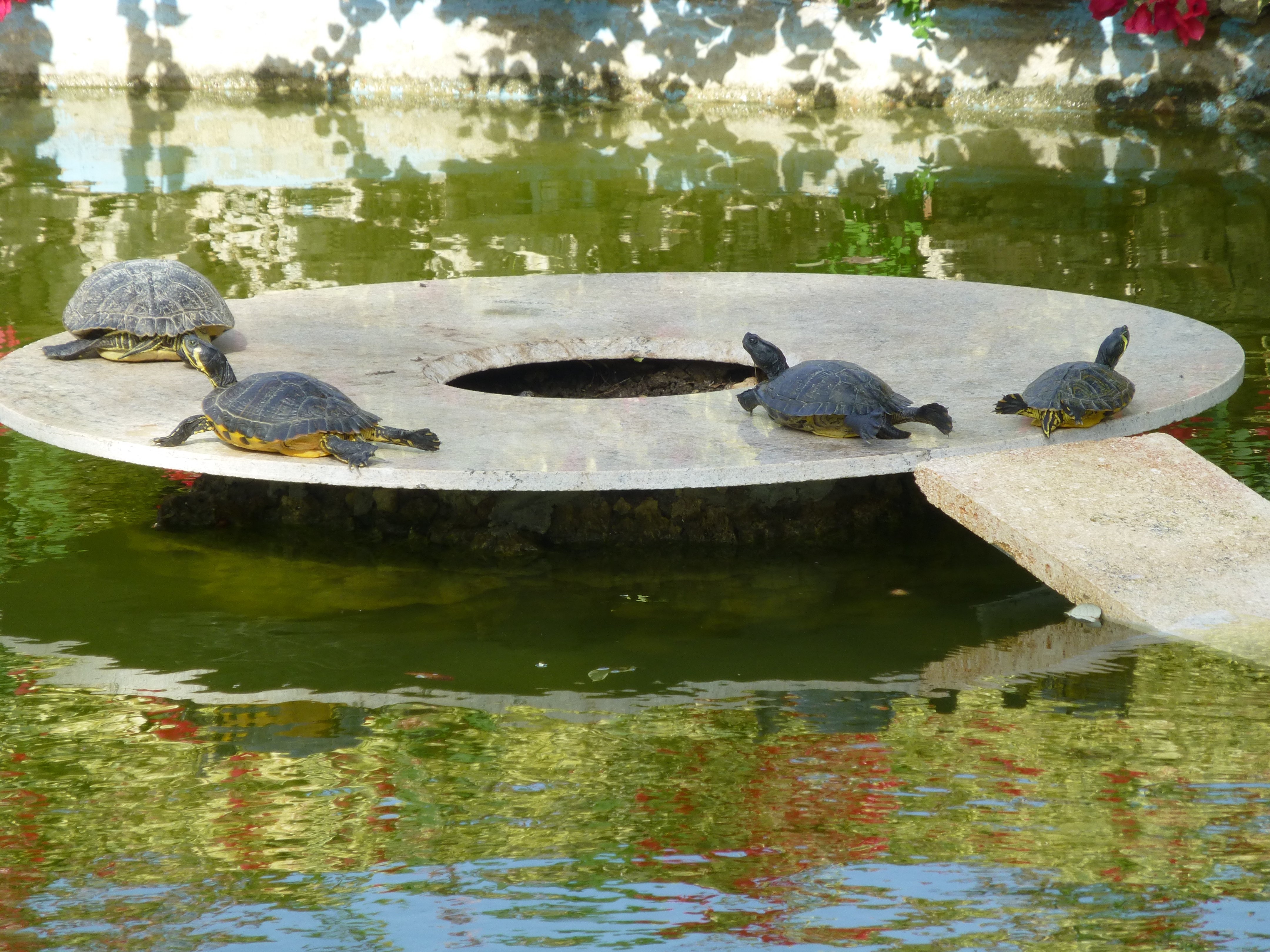4 tortues 4 tortues