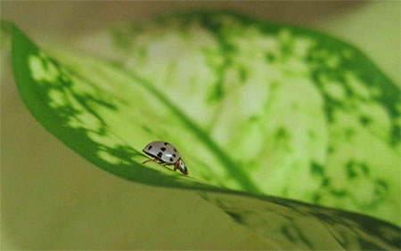 Coccinelle verte Coccinelle verte