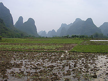 Yangshuo rizière