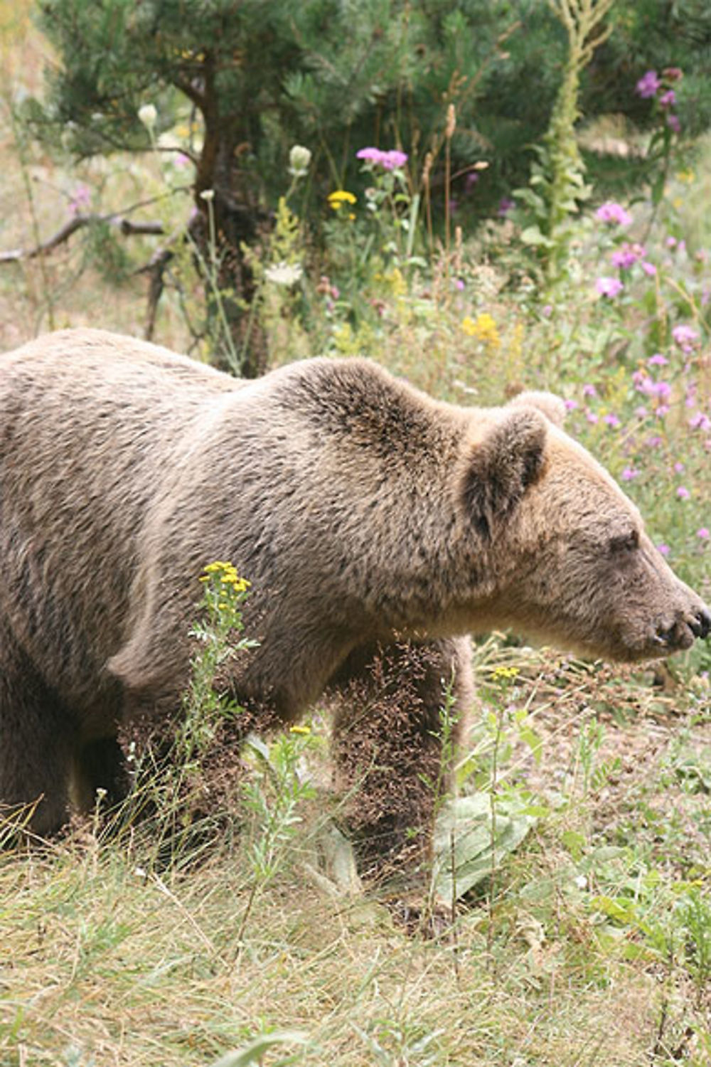 Ours de Bulgarie