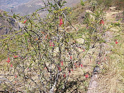 La Cantuta, Fleur Nationale du Pérou