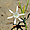 Cefalu - fleur de sable
