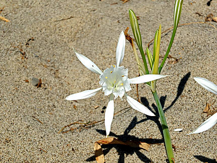 Cefalu - fleur de sable