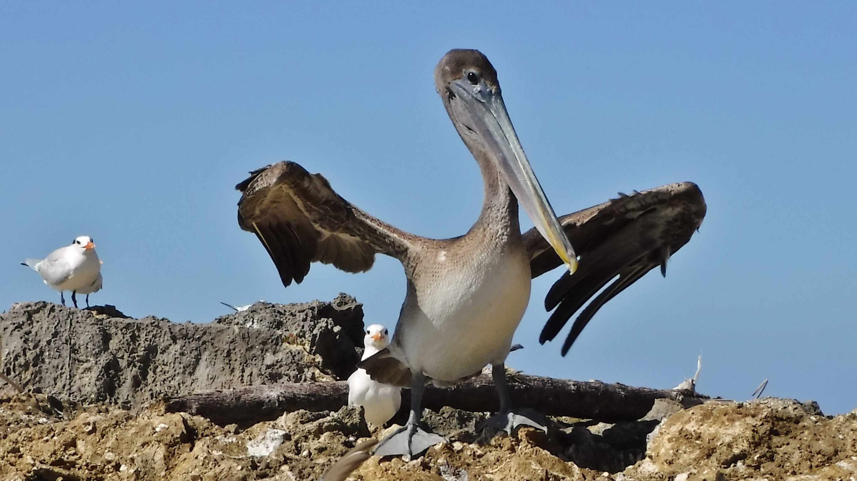 Pelican Pelican