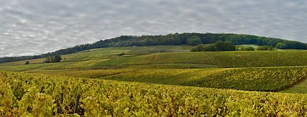 Vignoble de Sancerre aux couleurs de l'automne