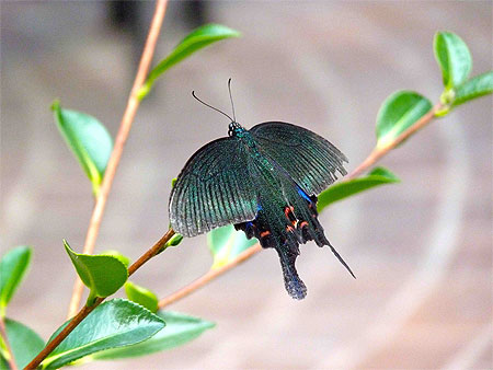 Papillon - Lac Erhai Papillon - Lac Erhai