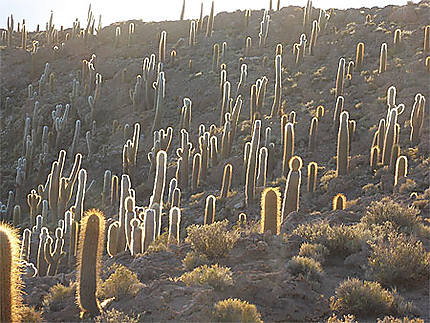 Cactus illuminés