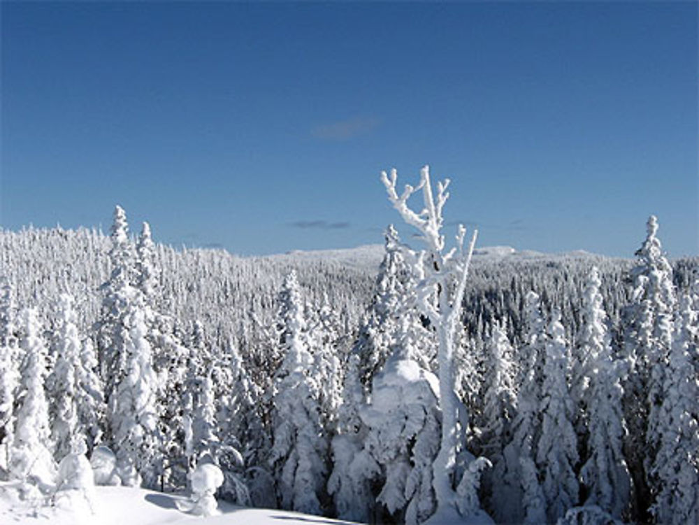 Arbres enneigés au centre de ski le Valinouët sur les monts Valin