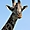 Gros plan girafe