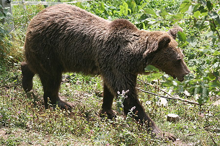 Ours brun de Bulgarie Ours brun de Bulgarie