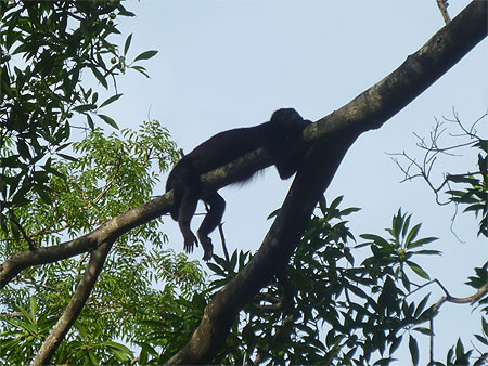 Un singe ! Un singe !