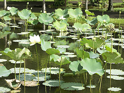 Lotus au Jardin Pamplemousse
