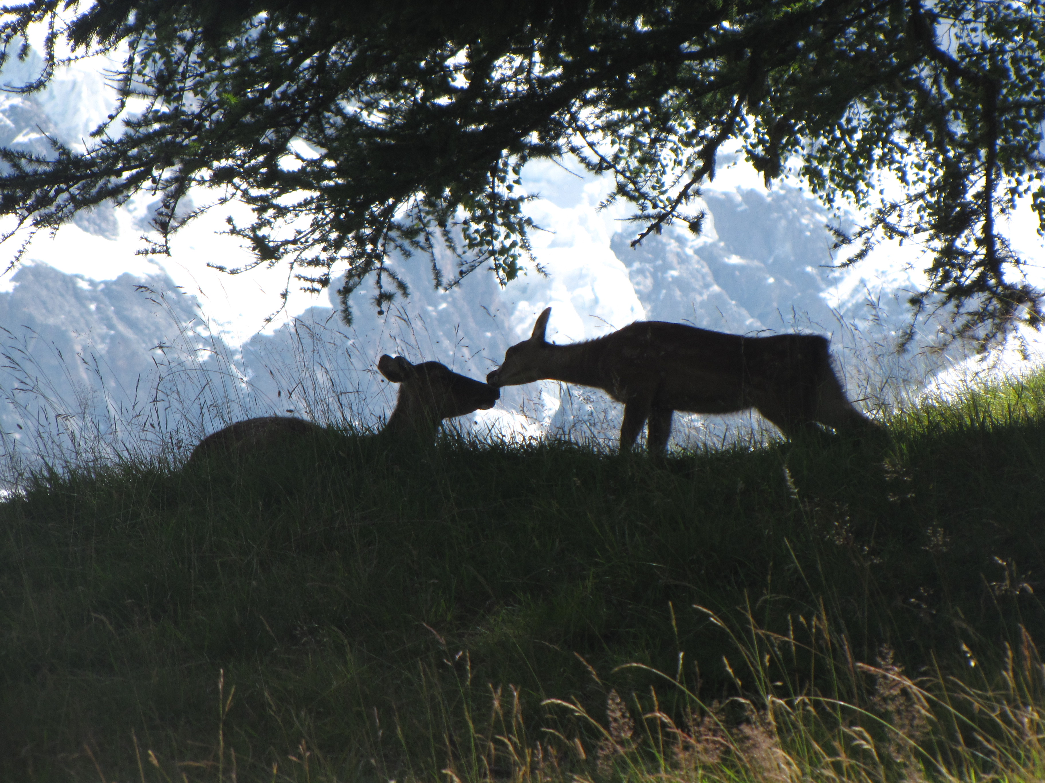 Parc animalier de Merlet, Les Houches Parc animalier de Merlet, Les Houches