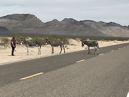 Rencontre surprenante sur la route au Nevada