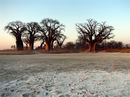 Baine's Baobab Baine's Baobab