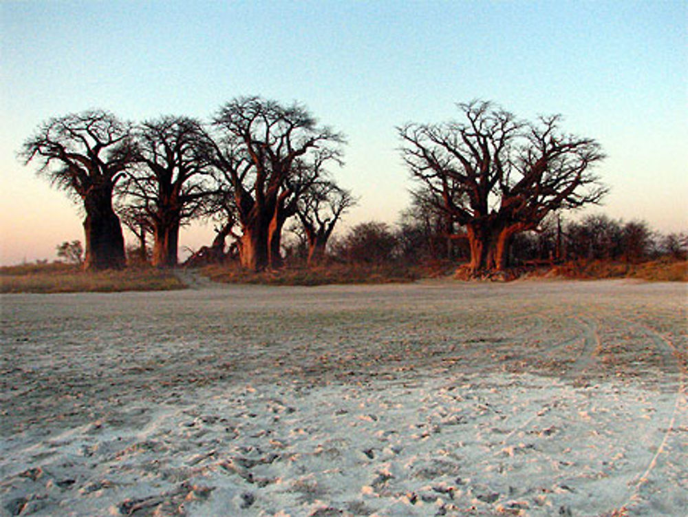 Baine's Baobab