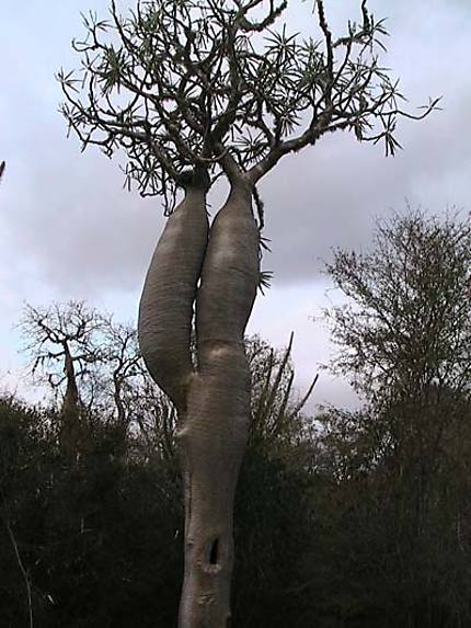 Baobab original