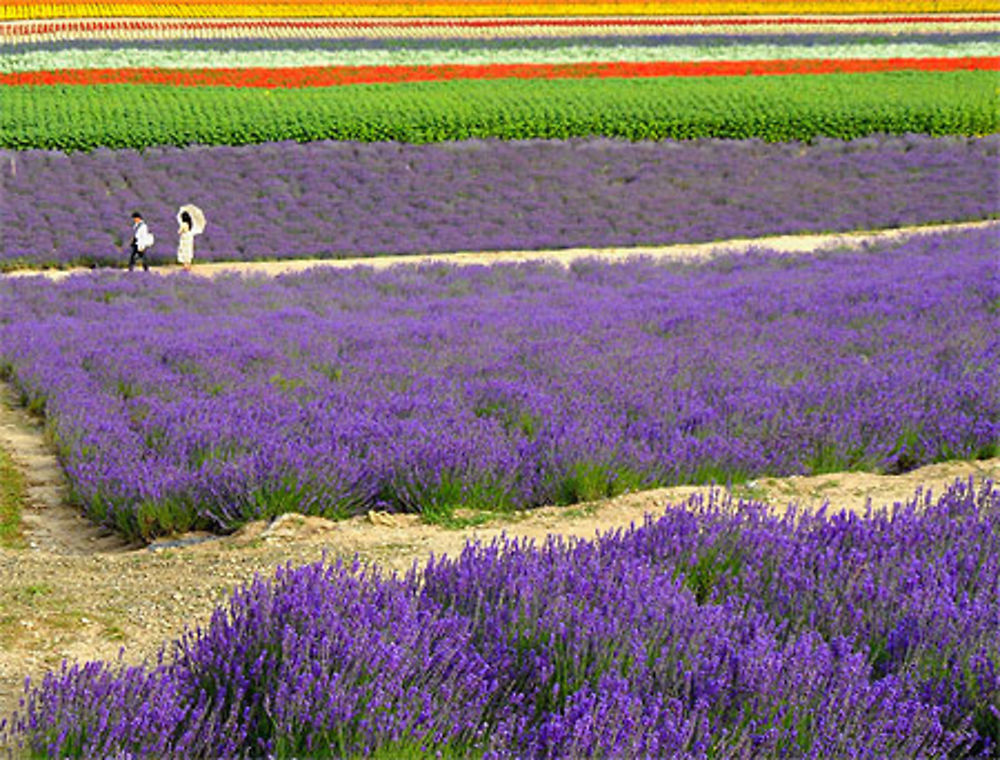 Monet à Hokkaido ?