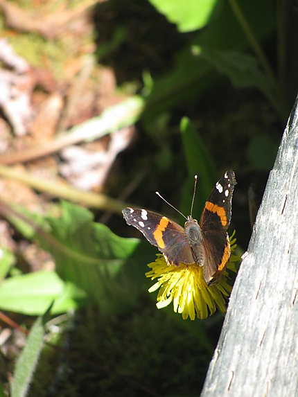 Papillon au Parc Forillon