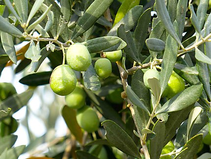 Olives - Orebic