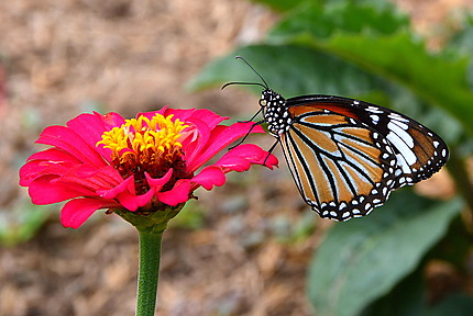 Magnifique papillon dans un jardin de Cải Bè