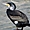 Cormoran noir au quai de la Garonne