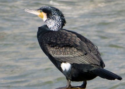 Cormoran noir au quai de la Garonne