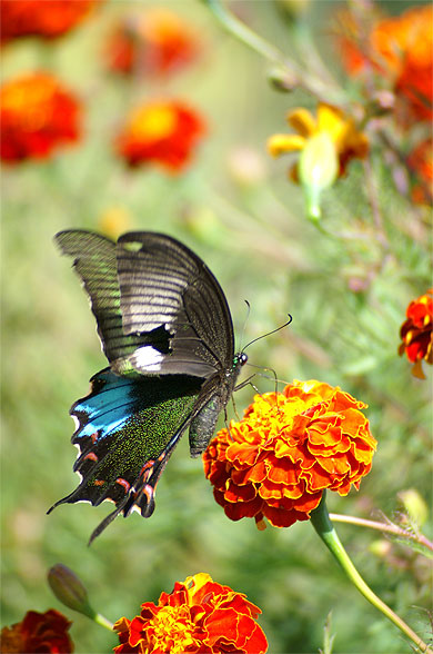 Papillon et oeillet d'inde Papillon et oeillet d'inde