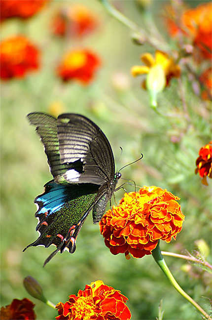 Papillon et oeillet d'inde