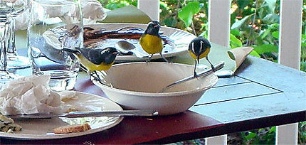 Repas des oiseaux