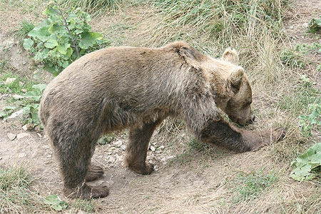 Ours de Belitsa Ours de Belitsa