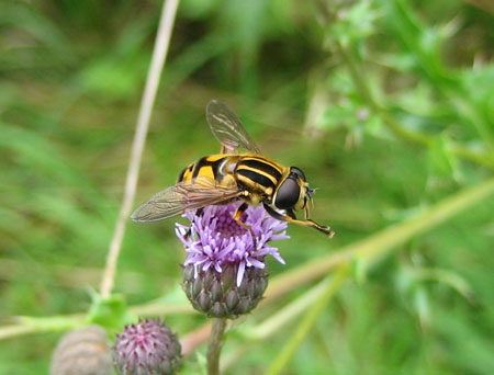 Syrphe au Parc du Mary Syrphe au Parc du Mary