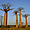 Baobabs au coucher du soleil