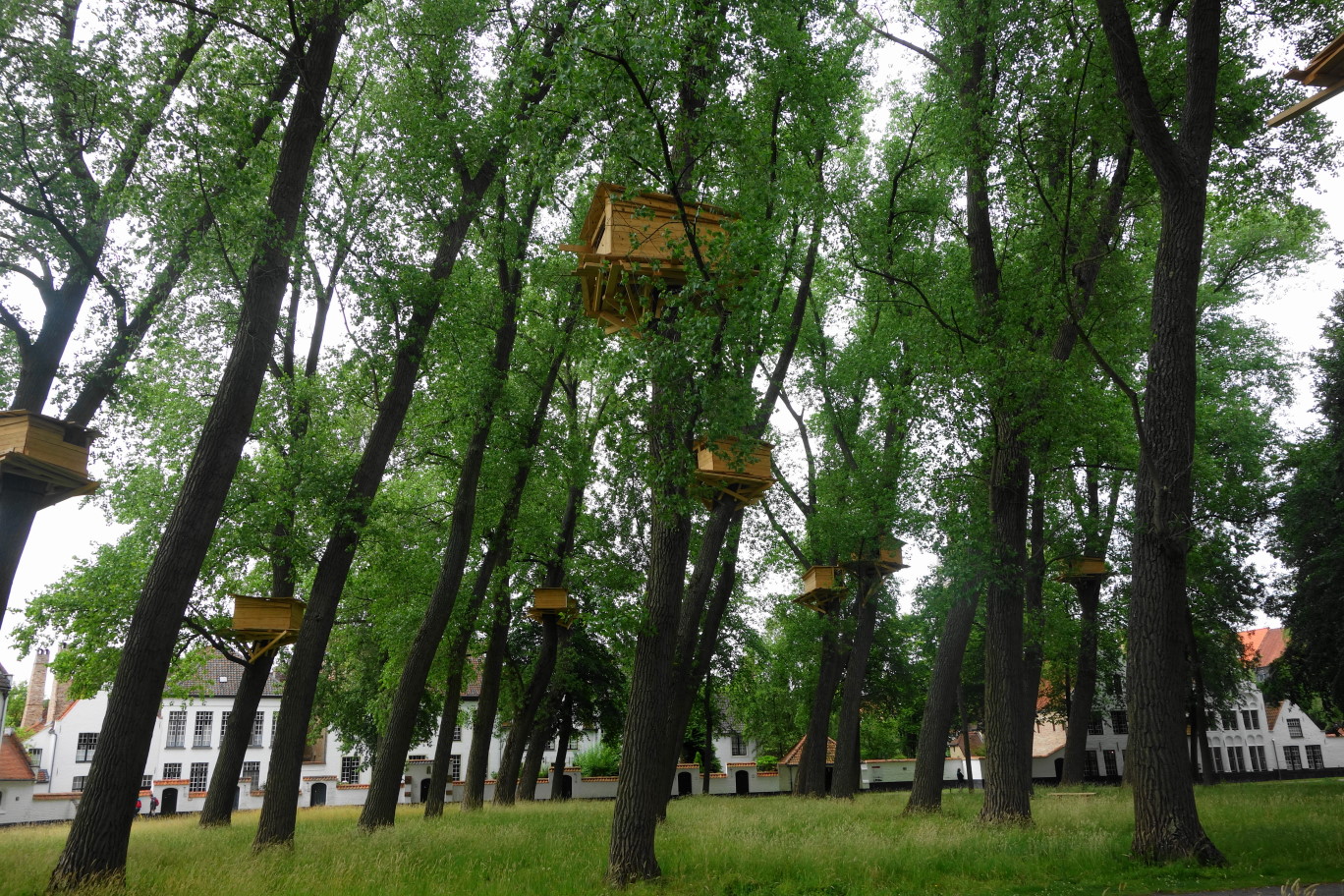 Les cabanes dans les arbres Les cabanes dans les arbres