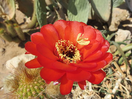 Fleur de cactus à Solitaire, Namibie