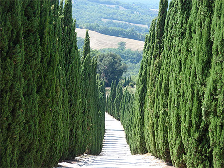 Allée de Cyprès Région de Volterra Allée de Cyprès Région de Volterra
