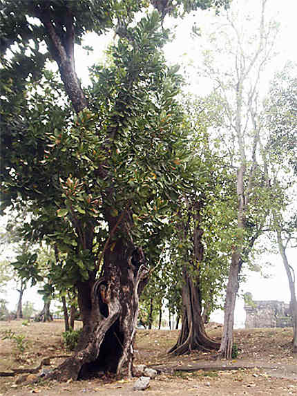 arbre séculaire