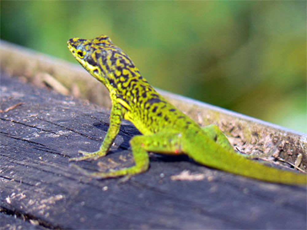 Lézard vert