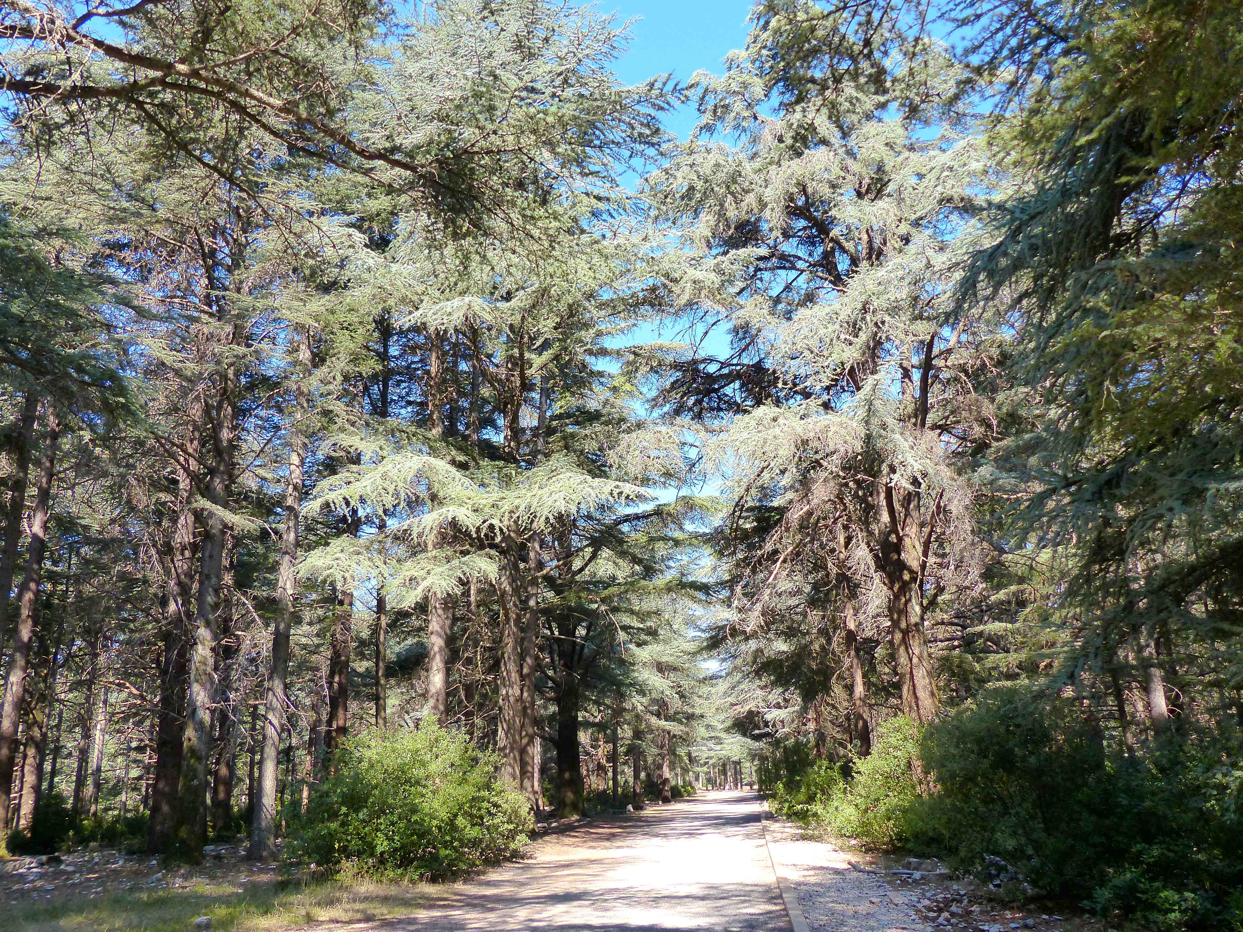 Forêt de Cèdres à Bonnieux Forêt de Cèdres à Bonnieux