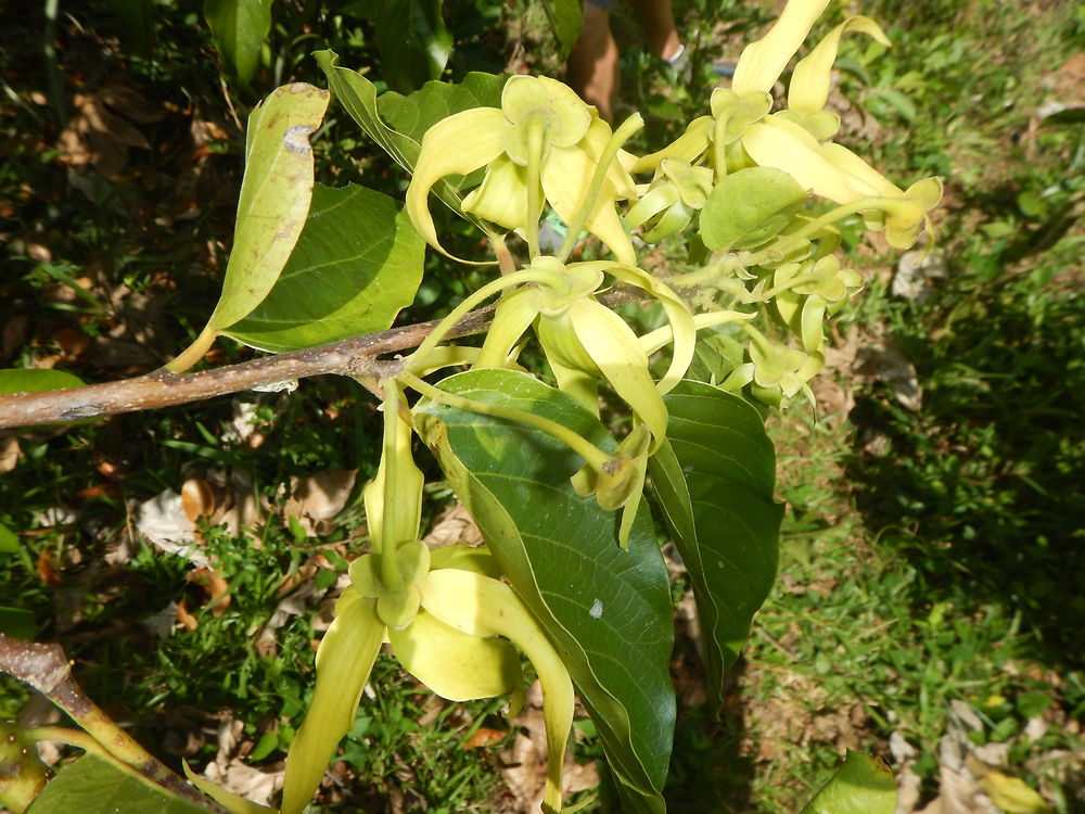 Ylang-Ylang